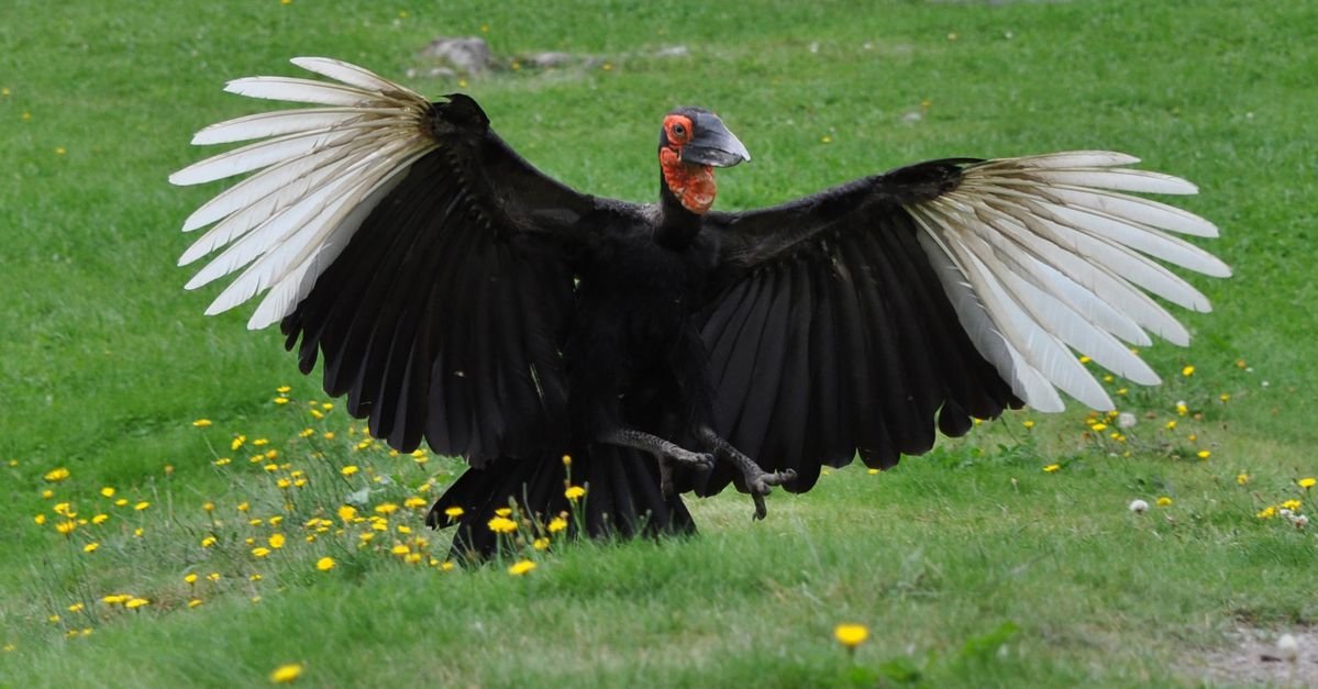 Southern Ground Hornbill in Tanzania in Tanzania